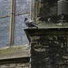 Pidgeon of Oude Kerk, Delft